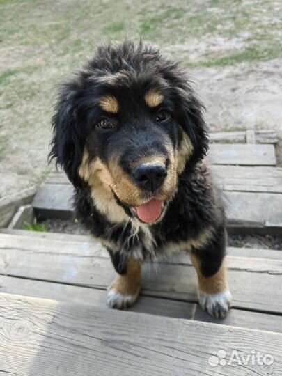 Тибетский мастиф щенки