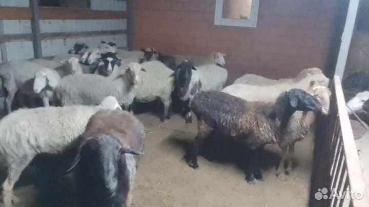 Продам овец