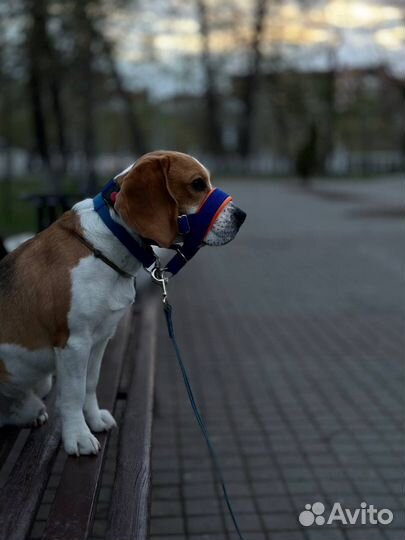 Вязка кобель бигль