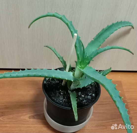 Алое (Турция) лечебный