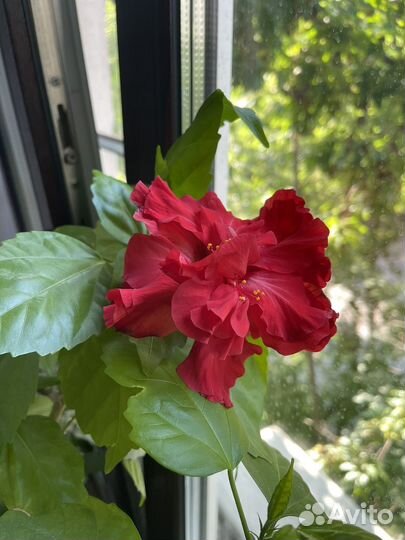 Цветок Гибискус комнатное растение