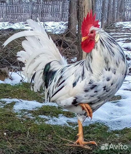 Инкубационное яйцо леггорн