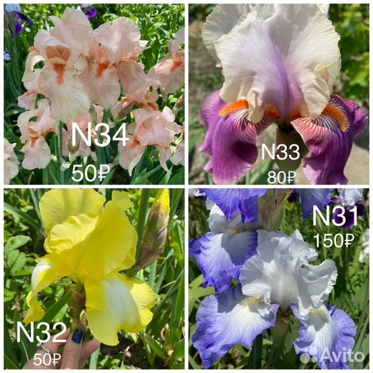 Ирисы бородатые