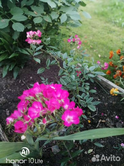 Мускусная роза