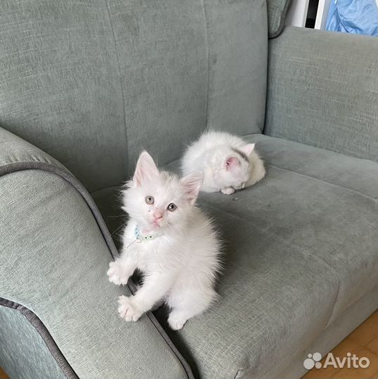 Котики в добрые руки