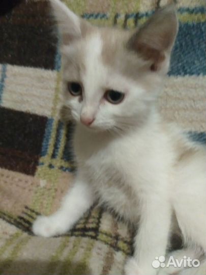 Отдам кошечку 2 месяца