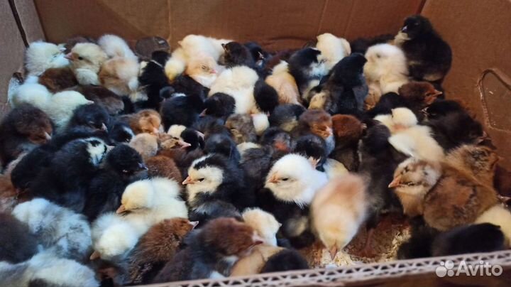 Цыплята