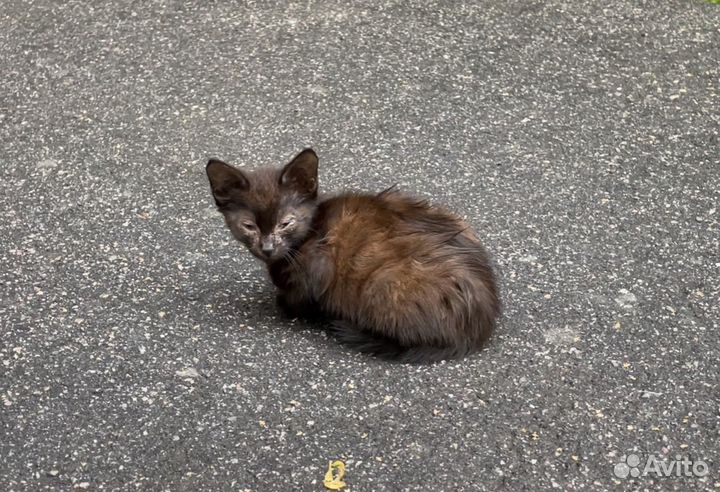 Спасите котика