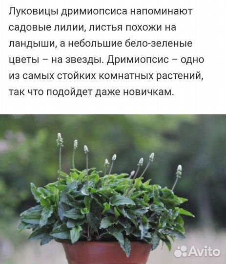 Комнатное растение луковичное цветущее Дримиопсис