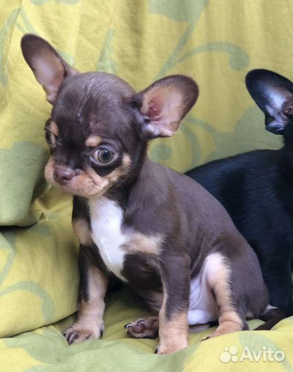 Щенки чихуахуа мальчик