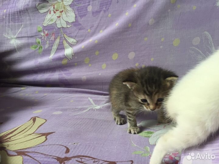 Котята в добрые руки