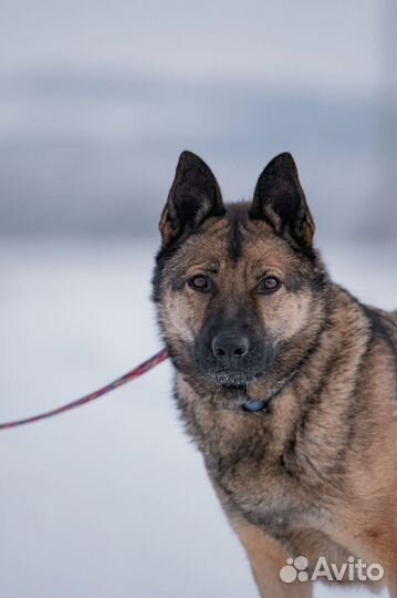 Собака Миша ждет своего хозяина