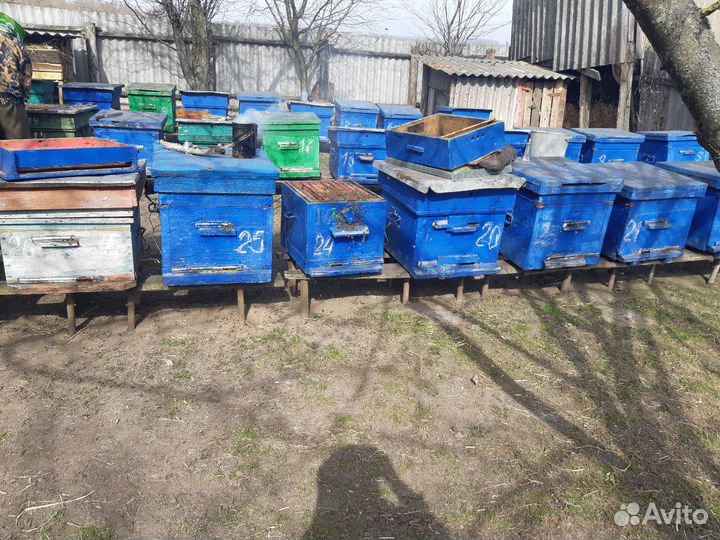 Пчелосемьи с ульями