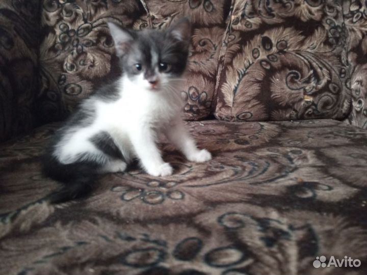 Продам котёнка