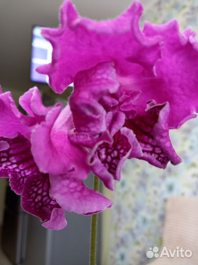 Стрептокарпусы