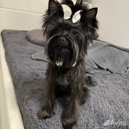 Аксессуары для животных мелких пород