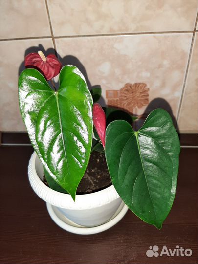 Антуриум(мужское счастье)