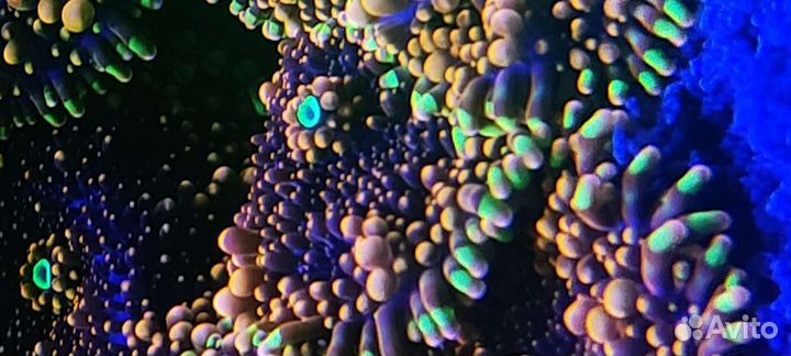 Живые кораллы, морской аквариум