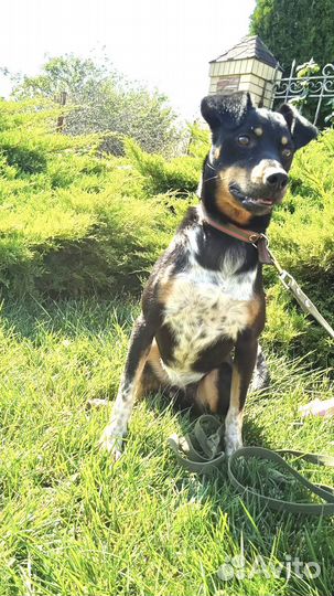 Собака улыбака