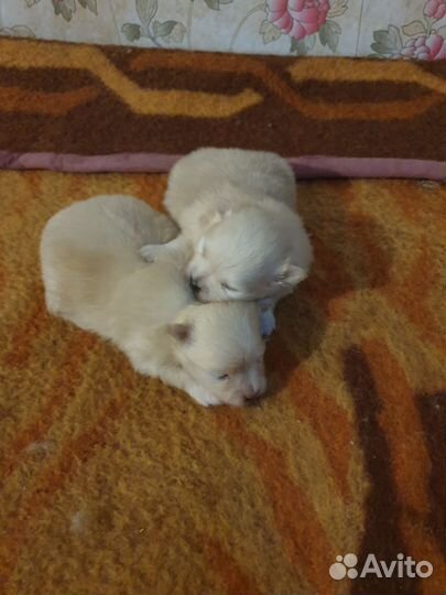 Белый медвежонок-ваша мечта