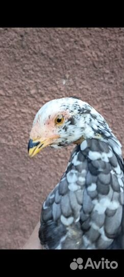 Бойцовые курочки