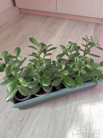 Денежное дерево толстянка крассула