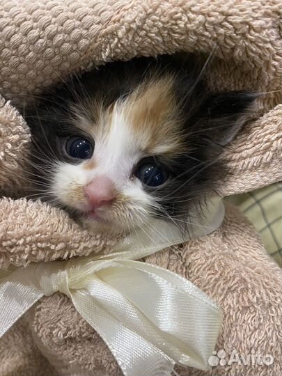 Котенок девочка в добрые руки
