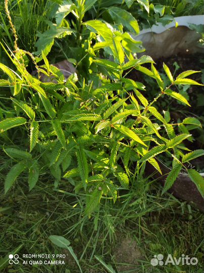 Тибетская малина