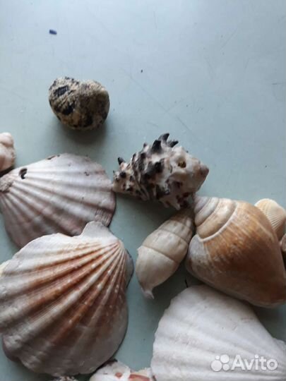 Ракушки разные