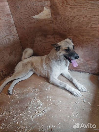 Молодая Пайпер никому не нужна