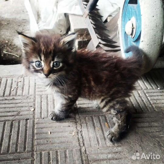 Дворянская