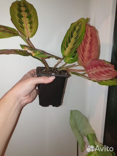 Комнатные цветы