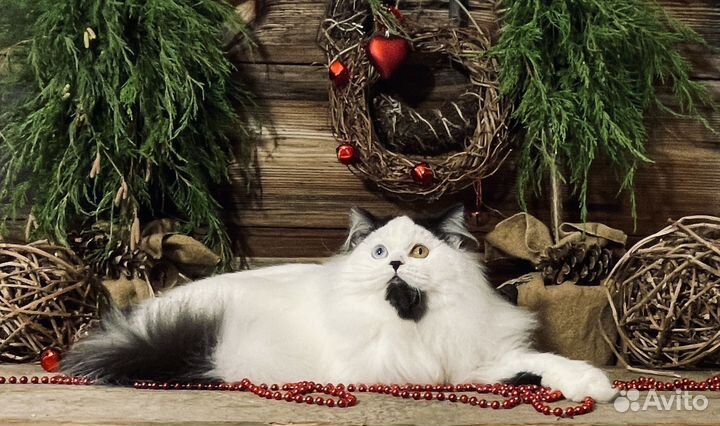 Шотландский мальчик в редчайшем окрасе