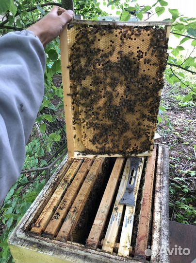 Пчеломатки бакфаст и карпатка