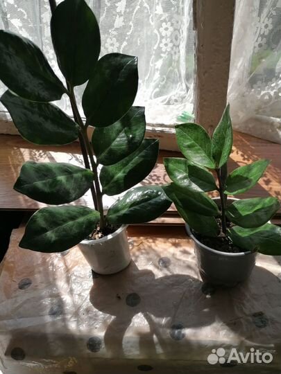 Продам комнатные цветы
