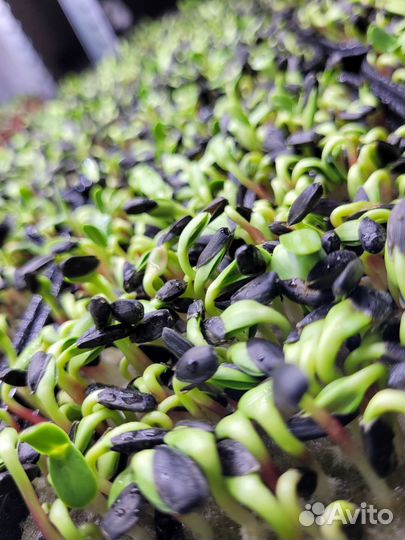 Микрозелень