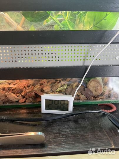 Йеменский хамелеон