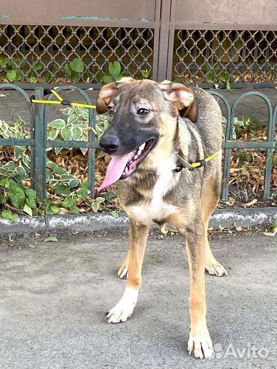 Бельгийская овчарка