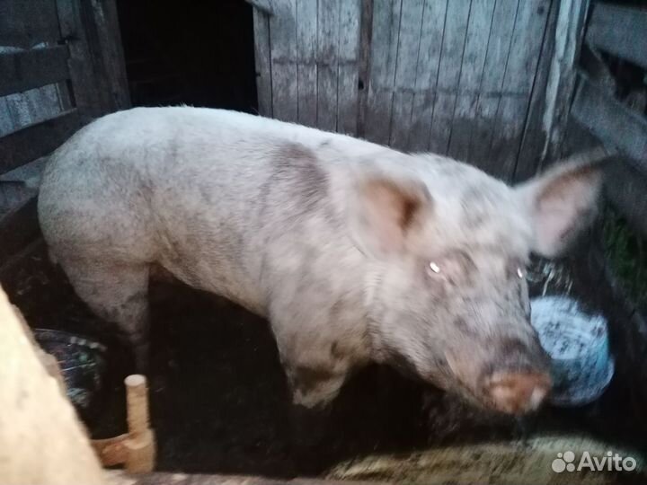 Поросята и Боров