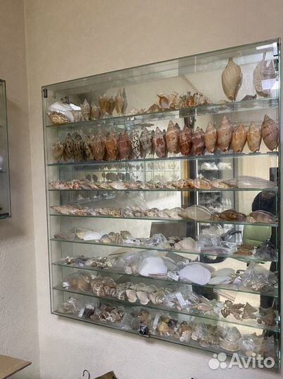 Коллекция морских раковин