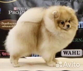 Шпиц кобели на вязку