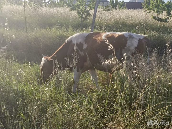 Бычки 1 год