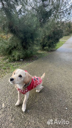 Жилетка для маленьких собак