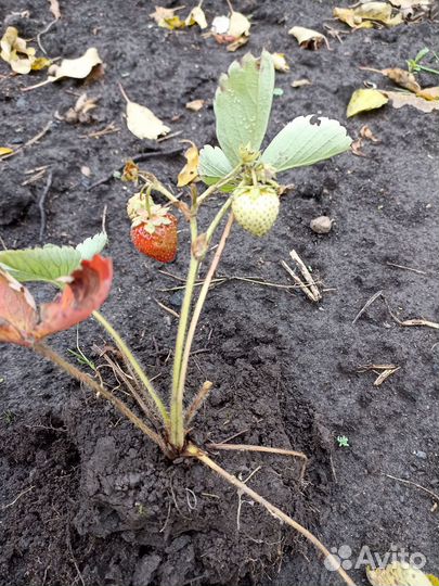 Рассада клубники