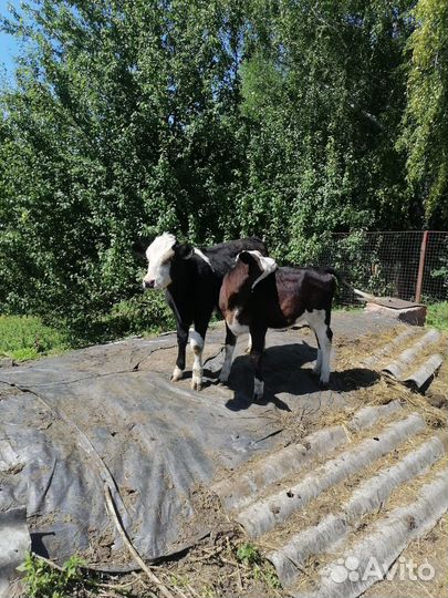 Бычок и две телочки