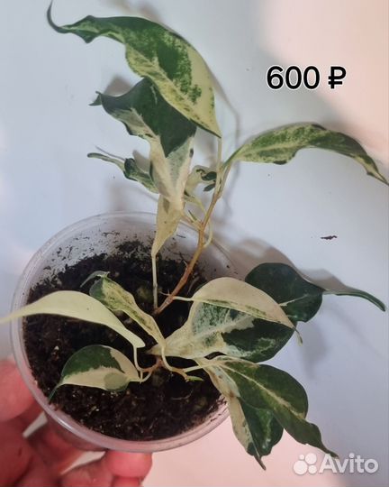 Фикусы разные