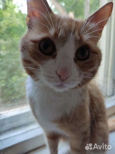 Молодой котик