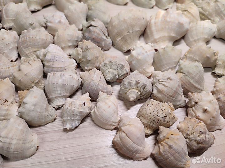 Морские ракушки