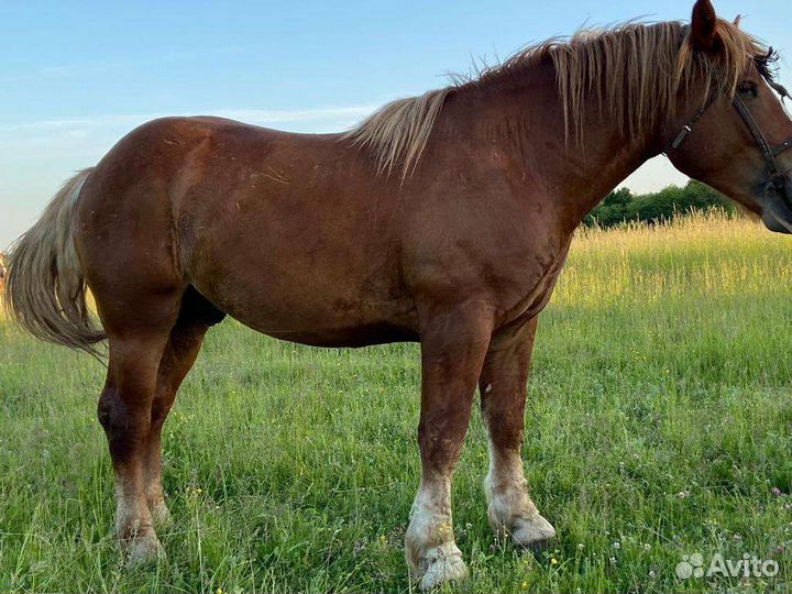 Жеребец тяжеловоз