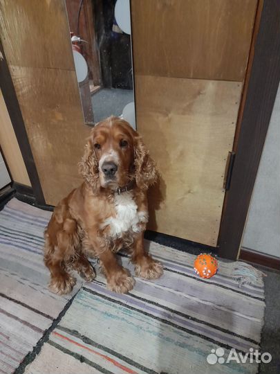 Вязка Английский кокер спаниель